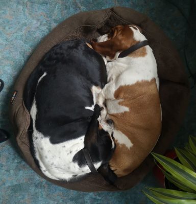 Yin & Yang 